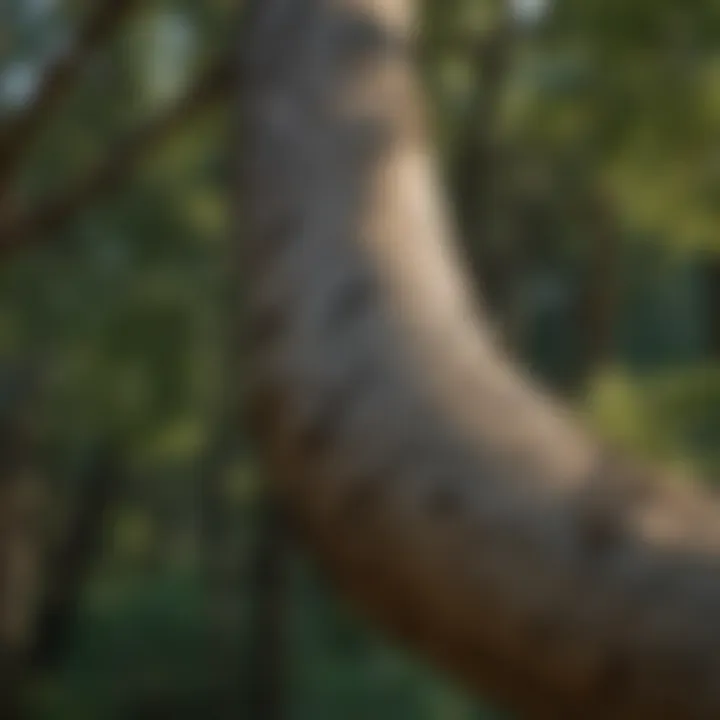 Close-up of correctly trimmed tree branches showing clean cuts.