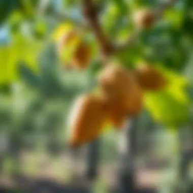 Economic Benefits of Hazelnut Cultivation Diagram illustrating the economic benefits of hazelnut cultivation