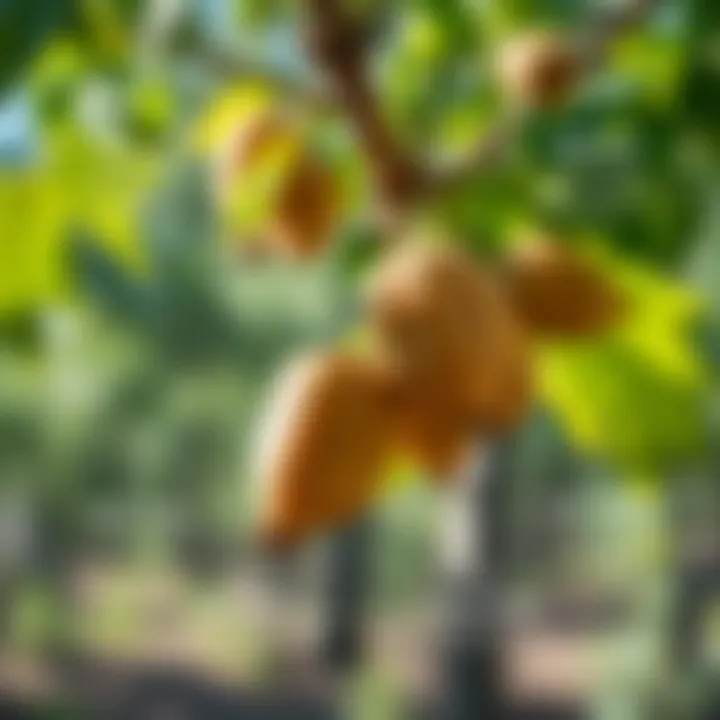 Economic Benefits of Hazelnut Cultivation Diagram illustrating the economic benefits of hazelnut cultivation