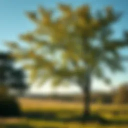 European hazelnut tree in a serene landscape