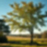 European Hazelnut Tree in Landscape European hazelnut tree in a serene landscape