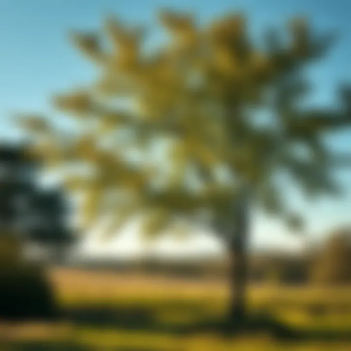 European Hazelnut Tree in Landscape European hazelnut tree in a serene landscape