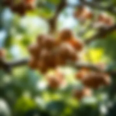 Hazelnut Clusters on Branches Close-up of hazelnut clusters on branches