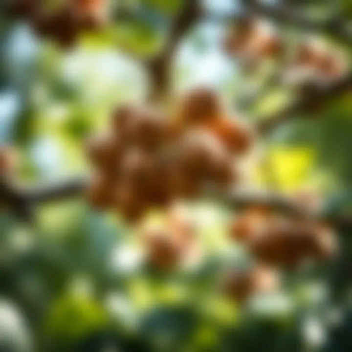 Hazelnut Clusters on Branches Close-up of hazelnut clusters on branches