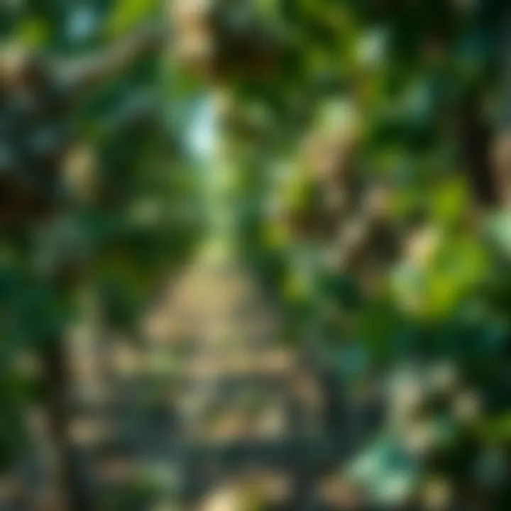 Thriving Hazelnut Grove A thriving hazelnut grove showcasing sustainable practices