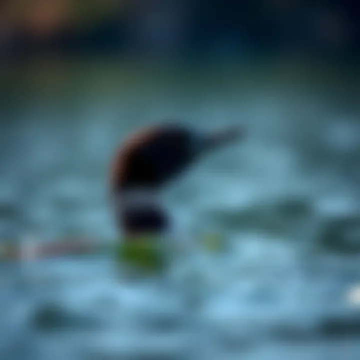 A close-up of a loon diving underwater, showcasing its hunting prowess