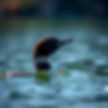 Loon Diving A close-up of a loon diving underwater, showcasing its hunting prowess