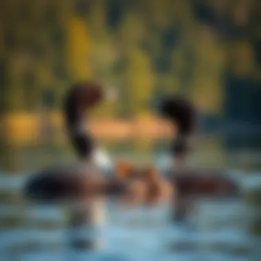 Nurturing Loons A pair of loons nurturing their chicks on a secluded shoreline