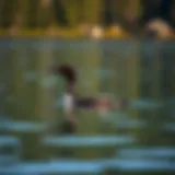 A majestic loon gliding across a serene Canadian lake