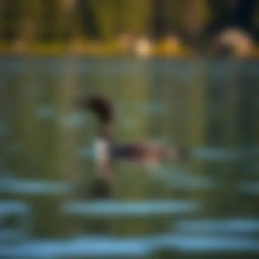 A majestic loon gliding across a serene Canadian lake