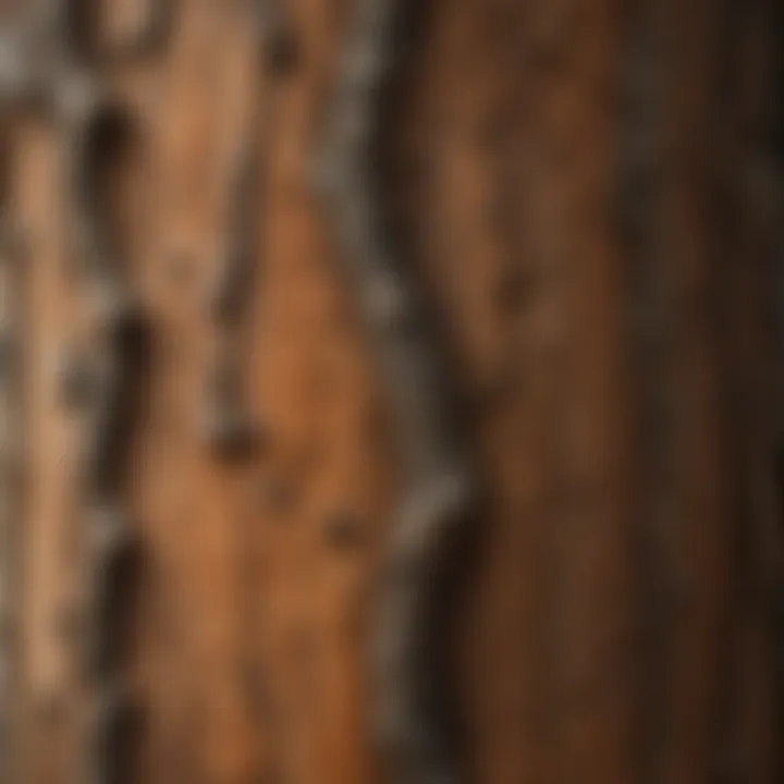 Close-up of smooth bark textures