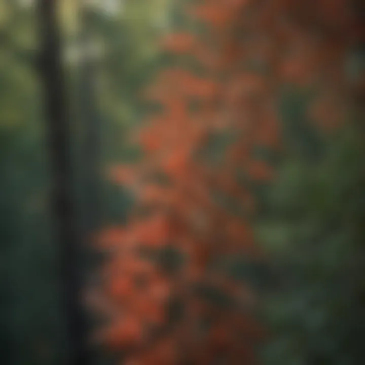 A close-up view of the intricate leaves of an eastern red cedar