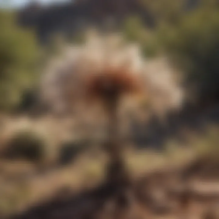 Apache plume plant thriving in its natural arid habitat of southwestern United States