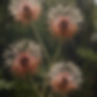 A close-up view of Apache plume plant showcasing its distinctive feathery seed heads