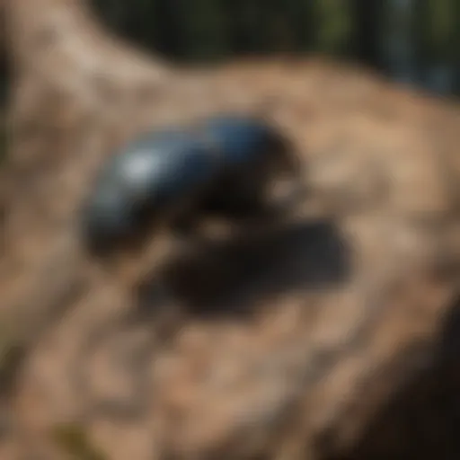 Close-up of a wood-eating beetle on a tree trunk