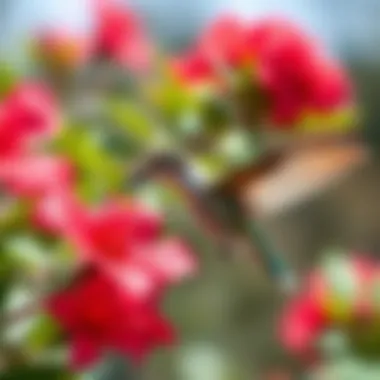 Close-up of a hummingbird feeding on a coral honeysuckle