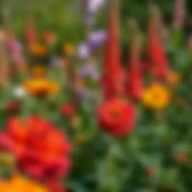 Diverse garden showcasing a variety of flowering plants for hummingbirds