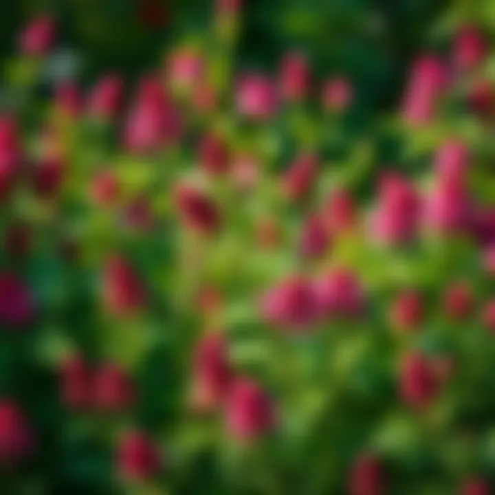 Lush garden filled with colorful bee balm flowers