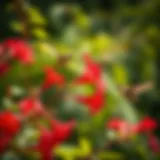Vibrant red trumpet vine attracting hummingbirds