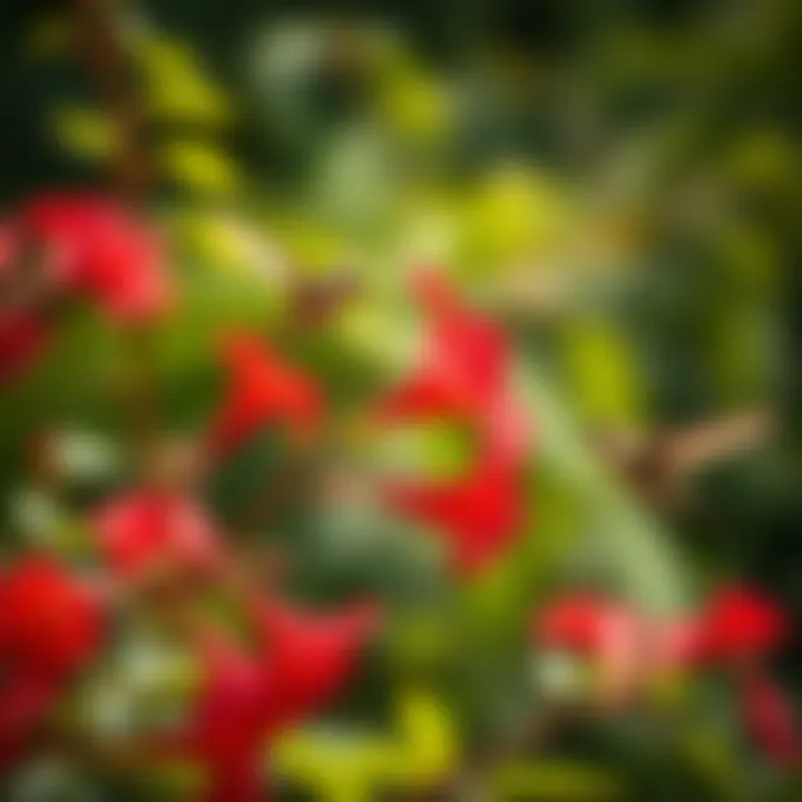 Vibrant red trumpet vine attracting hummingbirds