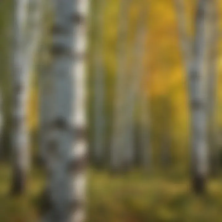 Diverse species of birch trees growing in a natural habitat