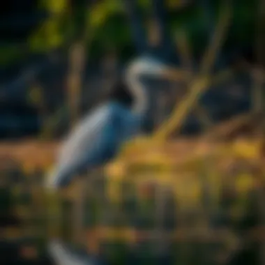 An elegant Great Blue Heron wading in a wetland area