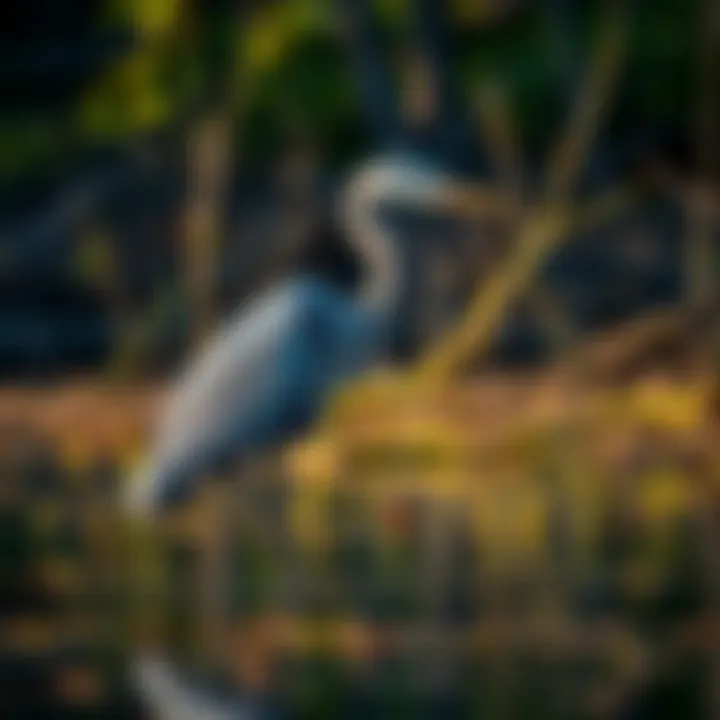 An elegant Great Blue Heron wading in a wetland area