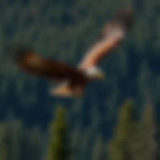 Majestic Bald Eagle soaring over a forested landscape