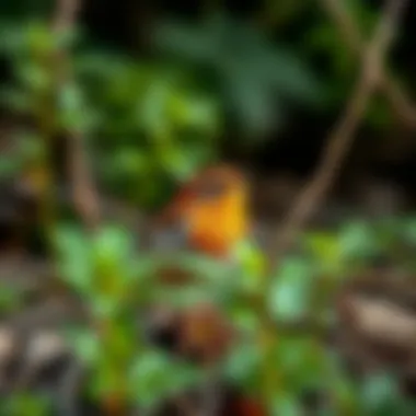 A vibrant Pacific Wren among underbrush
