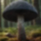 Detailed view of a black mushroom with unique gills