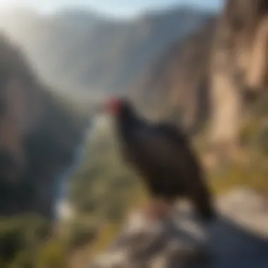 Dedicated Efforts in California Condor Conservation Conservationists working to protect California condors