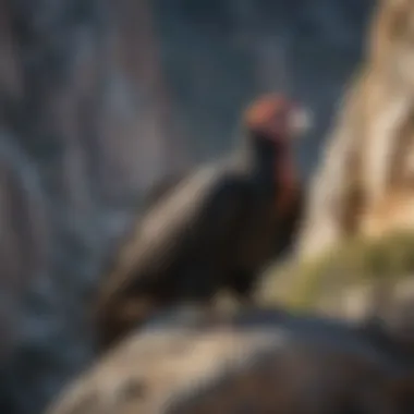 California Condor: A Symbol of Endurance California condor perched on a rocky cliff