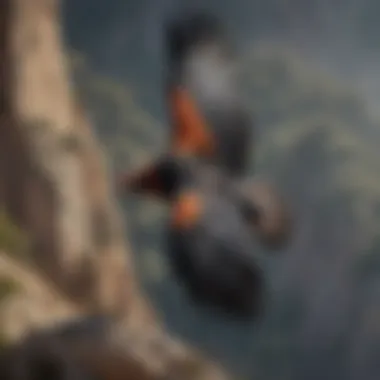The Majesty of the California Condor California condor soaring majestically in the sky