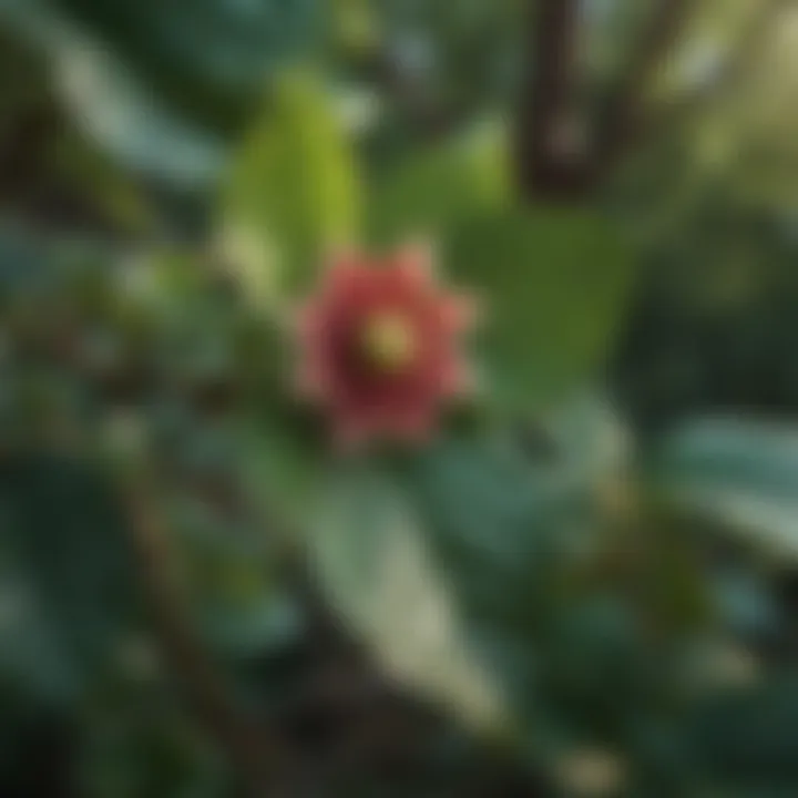 Close-up of the leaves of Calycanthus floridus highlighting its foliage