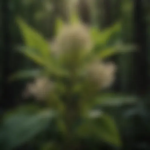 A detailed view of the Common Milkweed plant showcasing its leaves and flowers