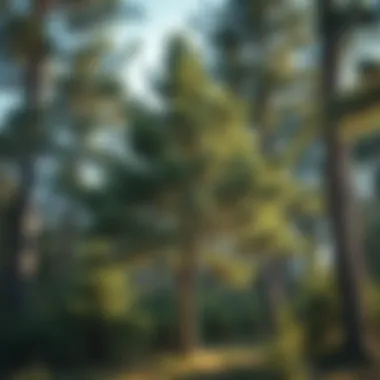 Healthy ecosystem showcasing the role of trees