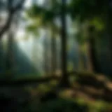 Lush forest illustrating biodiversity