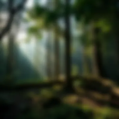 Lush forest illustrating biodiversity