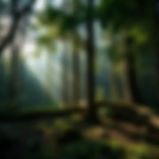 Lush forest illustrating biodiversity