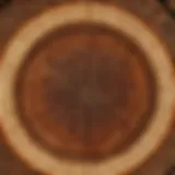 A detailed cross-section of round timber showcasing growth rings