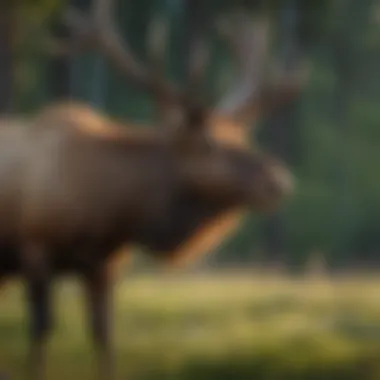 Elk Grazing in a Serene Meadow Elk grazing peacefully in a meadow
