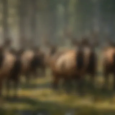 A herd of elk interacting in their social structure