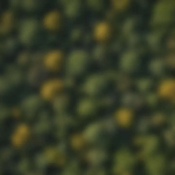 Aerial view of a lush forest showcasing diverse tree species