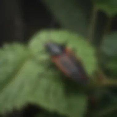 Close-up of a box elder bug resting on foliage Box elder bug on a leaf
