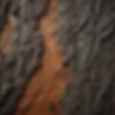 Close-up view of corral coat paint texture and finish