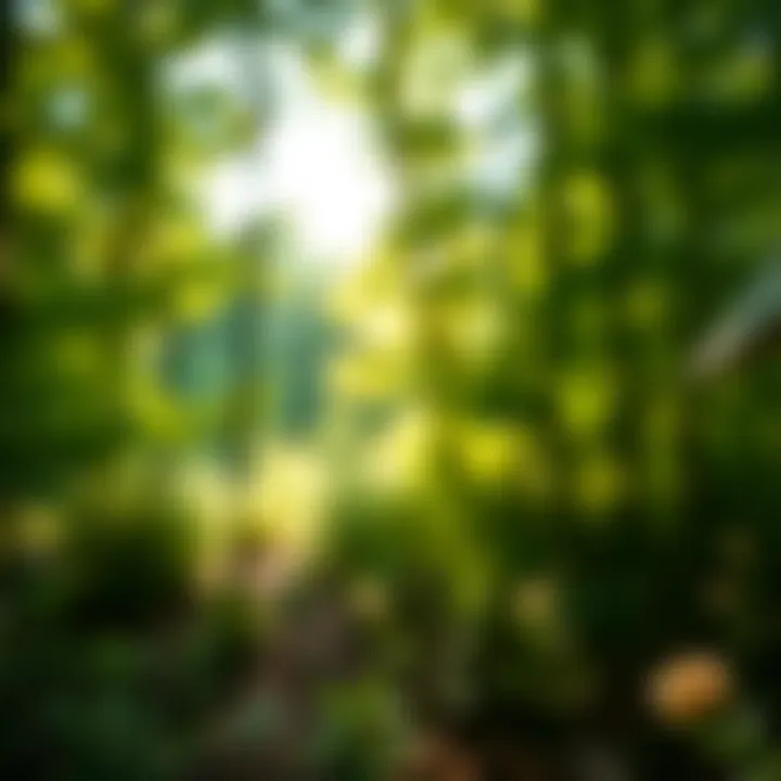 Illustration of conservation initiatives promoting biodiversity within Cove Lake State Park