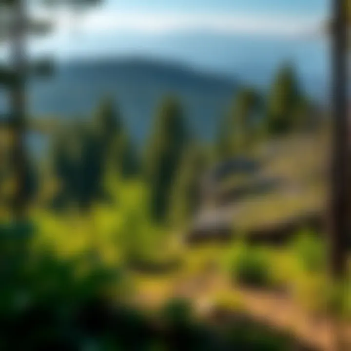 Lush forest landscape showcasing diverse ecosystems at Cove Lake State Park