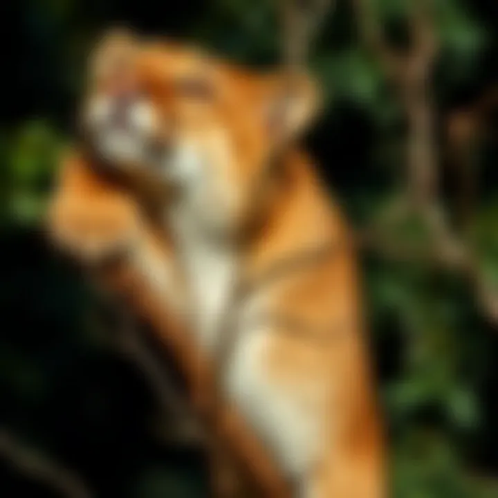 Map illustrating the geographical distribution of cougars