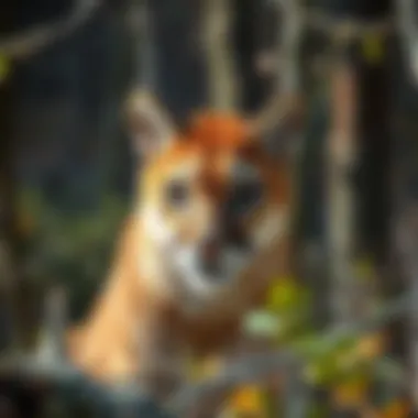 Stunning view of a cougar in its natural habitat