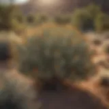 A vibrant bush species typical of New Mexico's desert landscape